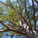 Image for article titled These Sequoia Trees Are Thriving 175 Miles South of Their Natural Range